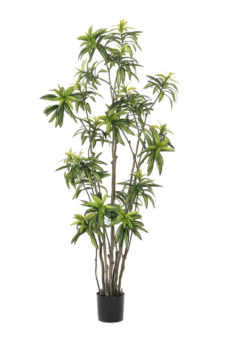 Multi-Stemmed Faux Plants - M (2) | Emerald Dracaena | Oroatrade.com