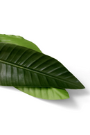 Artificial Green Leaves (36) | Eichholtz Strelitzia | Oroatrade.com