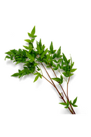 Faux Green Foliage (36) | Eichholtz Bundle of Tender Leaves | Oroatrade.com