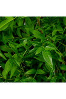 Faux Green Foliage (36) | Eichholtz Bundle of Tender Leaves | Oroatrade.com