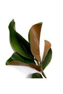 Glossy Green Foliage (24) | Eichholtz Bundle of Magnolia Leaves | Oroatrade.com