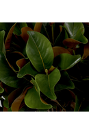 Glossy Green Foliage (24) | Eichholtz Bundle of Magnolia Leaves | Oroatrade.com