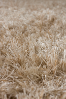 Beige Wool Carpet | Dutchbone Hairy | Oroatrade.com