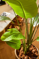 Faux Bird of Paradise Plant Set (2) | Emerald Strelitzia | Oroatrade.com