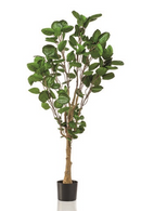 Artificial Dicot Dwarf Tree | Emerald Polyscias | Oroatrade.com