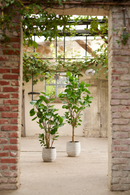 Artificial Dicot Dwarf Tree | Emerald Polyscias | Oroatrade.com