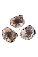 Petrified Wood Coffee Table Set (3) | Versmissen | Oroatrade.com