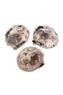 Petrified Wood Coffee Table Set (3) | Versmissen | Oroatrade.com