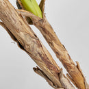 Green Leaf Potted Faux Plant | Vical Home Bananero