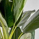 Green Leaf Potted Faux Plant | Vical Home Bananero