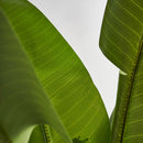 Hospitality furniture - Lush Leaves Faux Plant - www.oroatrade.com