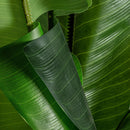 Hospitality furniture - Lush Leaves Faux Plant - www.oroatrade.com