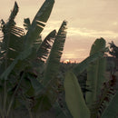 Round Pure Abaca Low Basket | dBodhi Kelud | Oroatrade.com