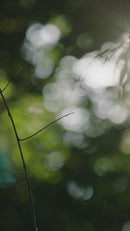 Black Solid Oak Bed | Ethnicraft Spindle | Oroatrade.com