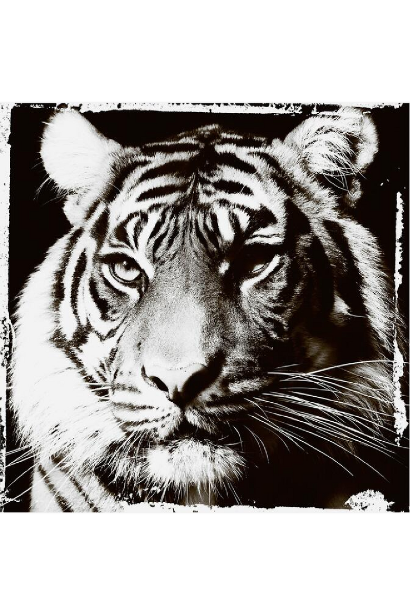 Wild Animal Monochrome Artwork | Andrew Martin Tiger Gaze | OROATRADE