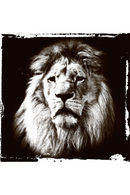 Black and White Animal Art Print | Andrew Martin Lion Gaze | OROATRADE