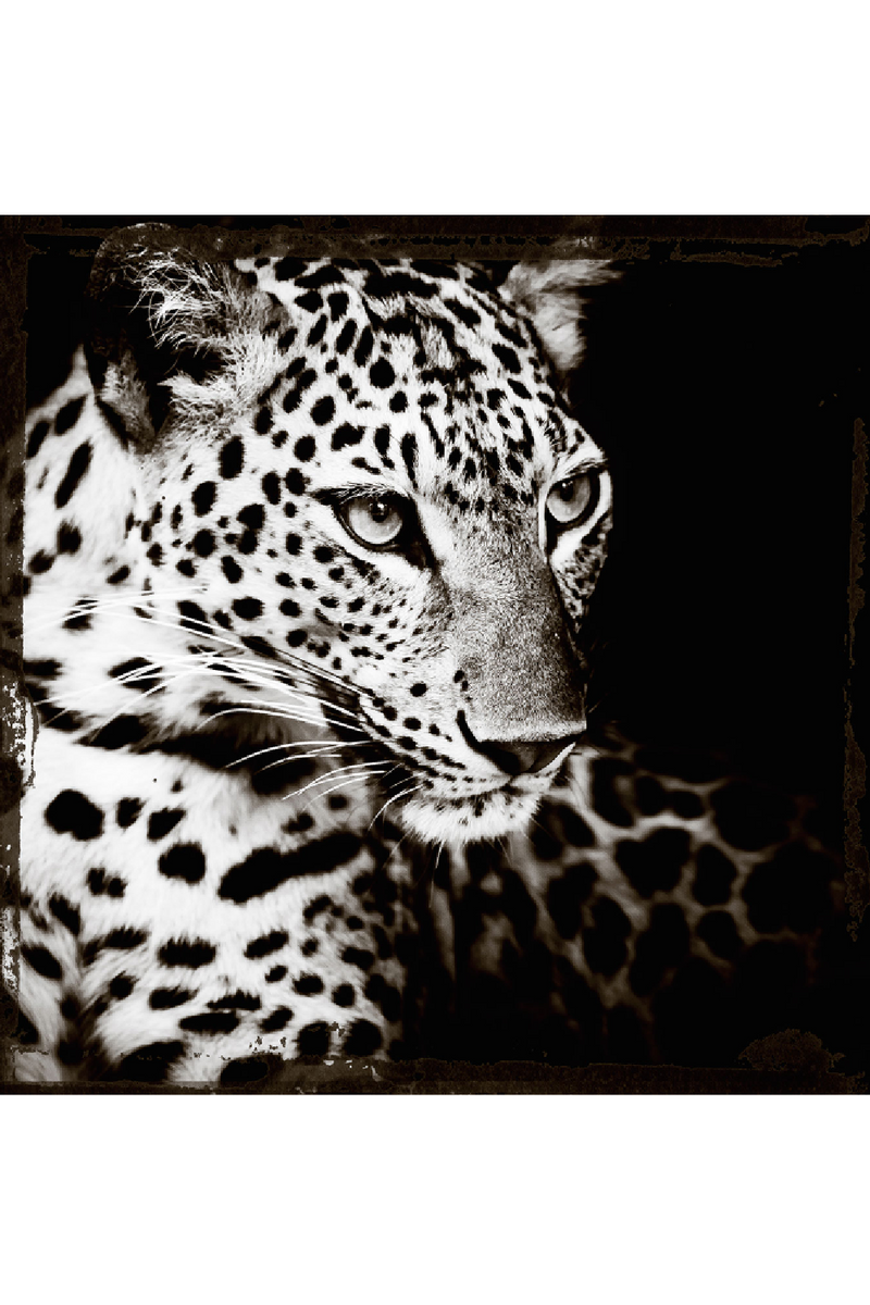 Wild Animal Monochrome Artwork | Andrew Martin Leopard Gaze | OROATRADE