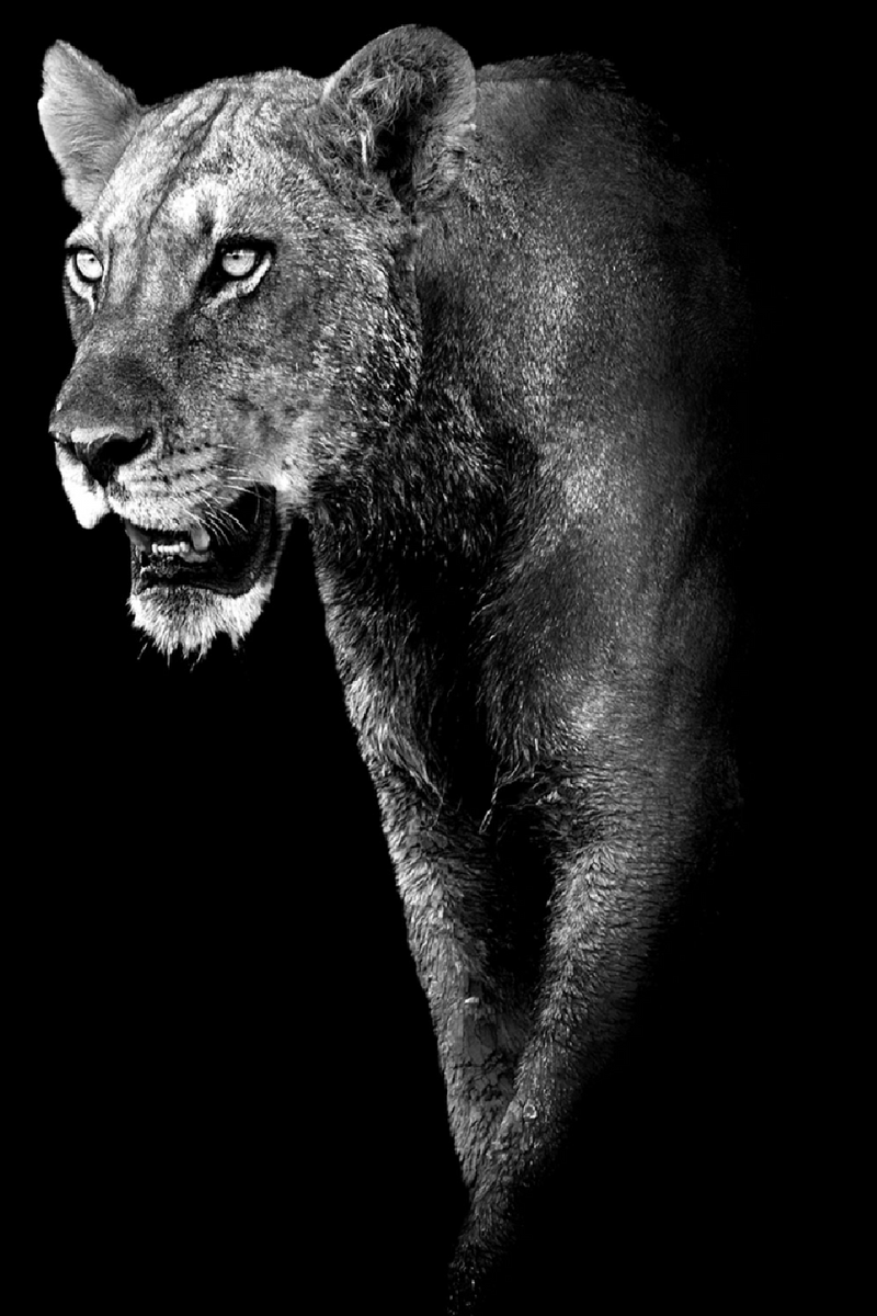 Black Plexiglass Animal Artwork | Andrew Martin Lioness Prowess | OROATRADE