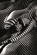 Contemporary Photographic Artwork | Andrew Martin Riding A Zebra | Oroatrade.com