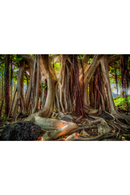 Banyan Trunk Photographic Artwork | Andrew Martin Mother Tree | Oroatrade.com