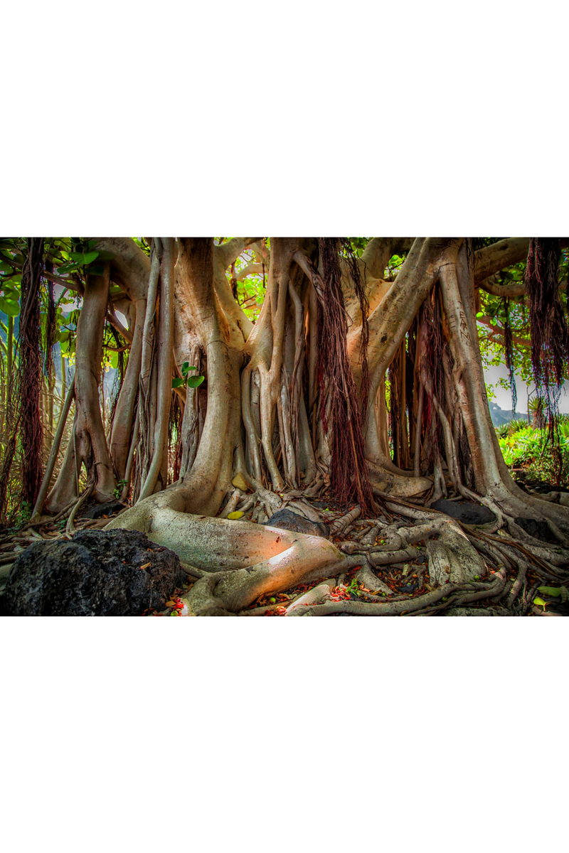 Banyan Trunk Photographic Artwork | Andrew Martin Mother Tree | Oroatrade.com