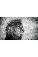 Wild Animal Photographic Artwork | Andrew Martin Lion King | Oroatrade.com