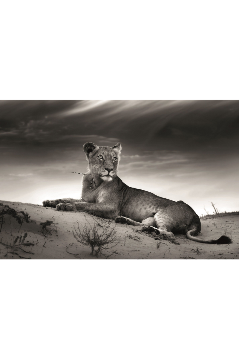 Lioness Photographic Artwork | Andrew Martin Panther | Oroatrade.com