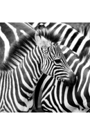 Wild Animal Photographic Artwork | Andrew Martin Zebra | Oroatrade.com