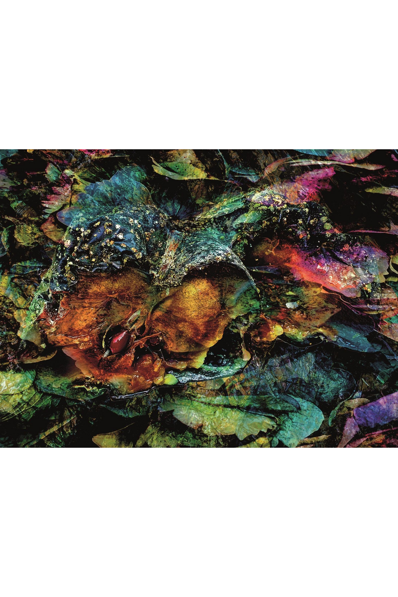 Multicolored Nature Photographic Artwork | Andrew Martin Forgotten Fruit | Oroatrade.com