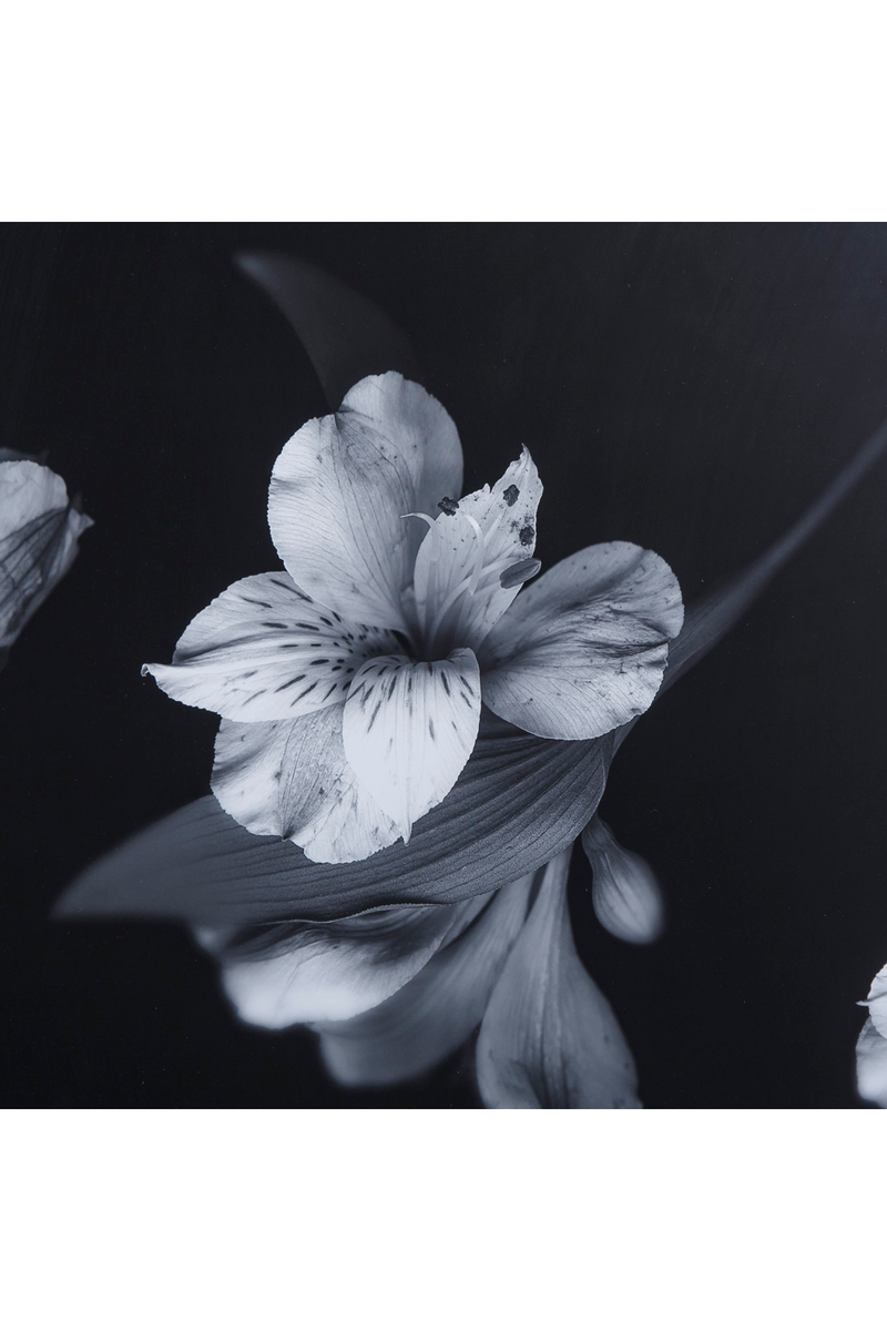 Contemporary Flower Photographic Artwork | Andrew Martin | Oroatrade.com
